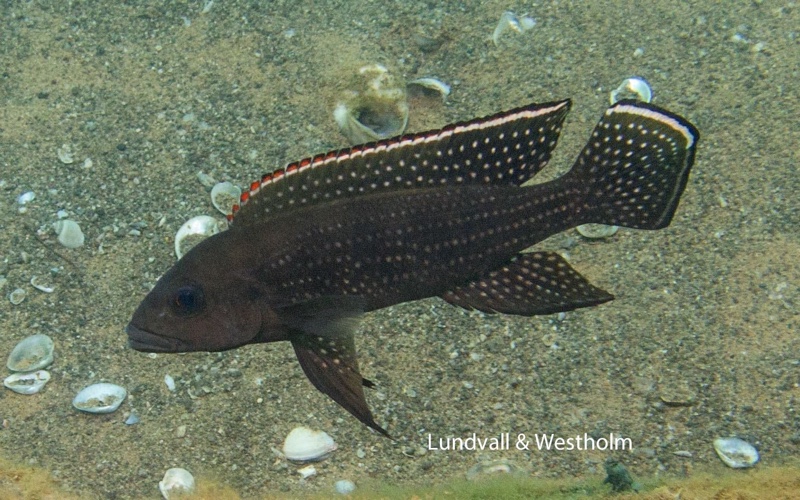 Neolamprologus tetracanthus 'Kigoma'